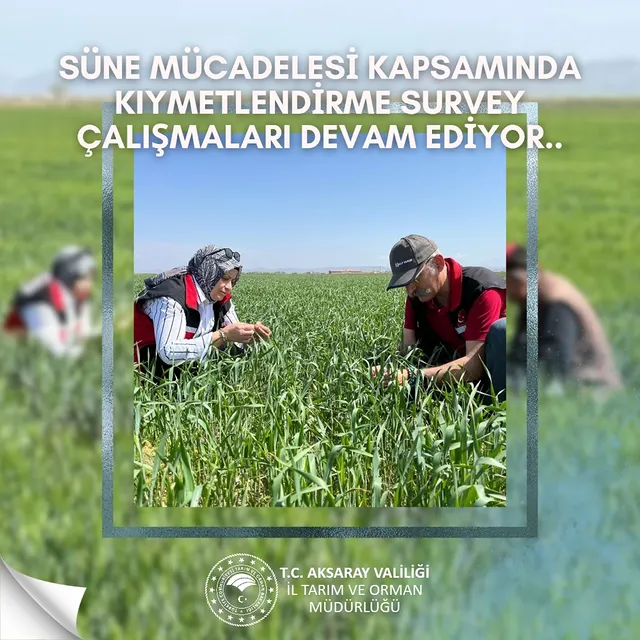 Aksaray'da Süne Mücadelesi: Kıymetlendirme Survey Çalışmaları Devam Ediyor