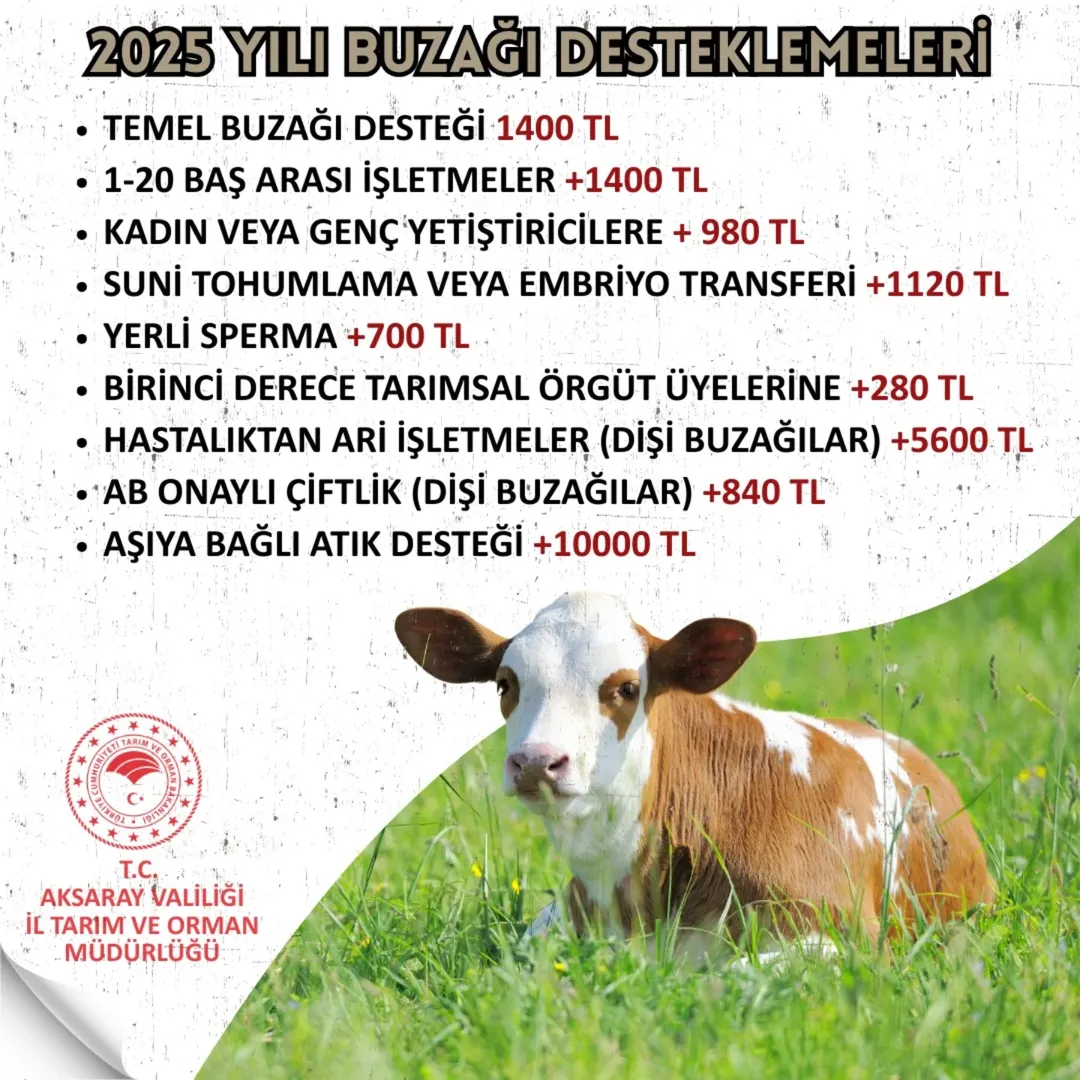 Aksaray'da 2025 Yılı Buzağı Desteklemeleri Başladı