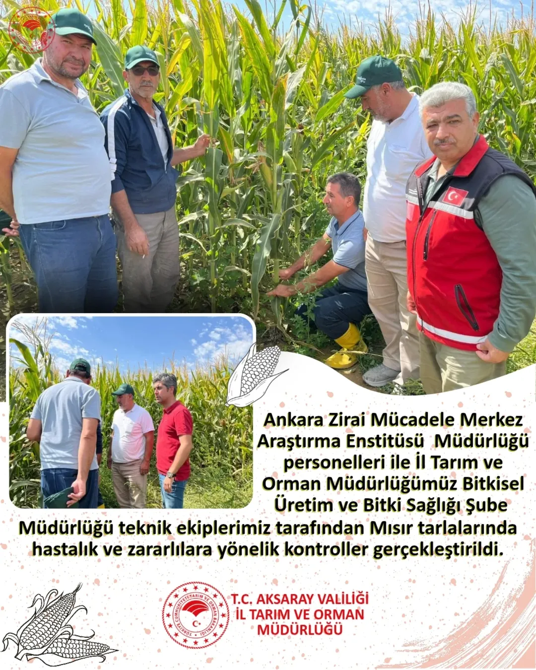 Aksaray'da Mısır Tarlalarında Hastalık ve Zararlı Kontrolleri Yapıldı