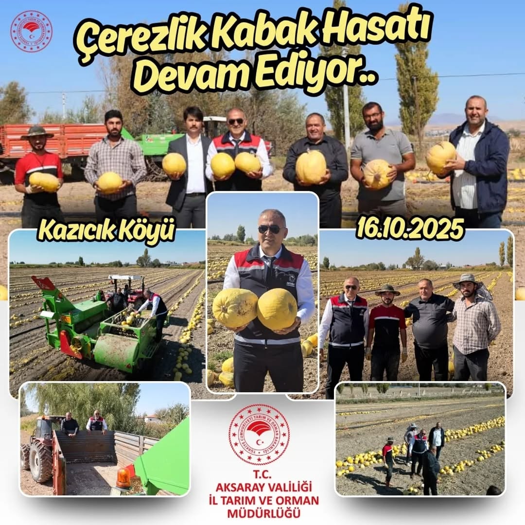 Aksaray'da Çerezlik Kabak Çekirdeği Hasadı Bereketi