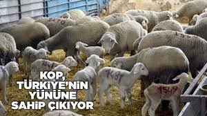 KOP DUYURDU: YAPAĞIDA ELİT SÜRÜ DÖNEMİ BAŞLIYOR