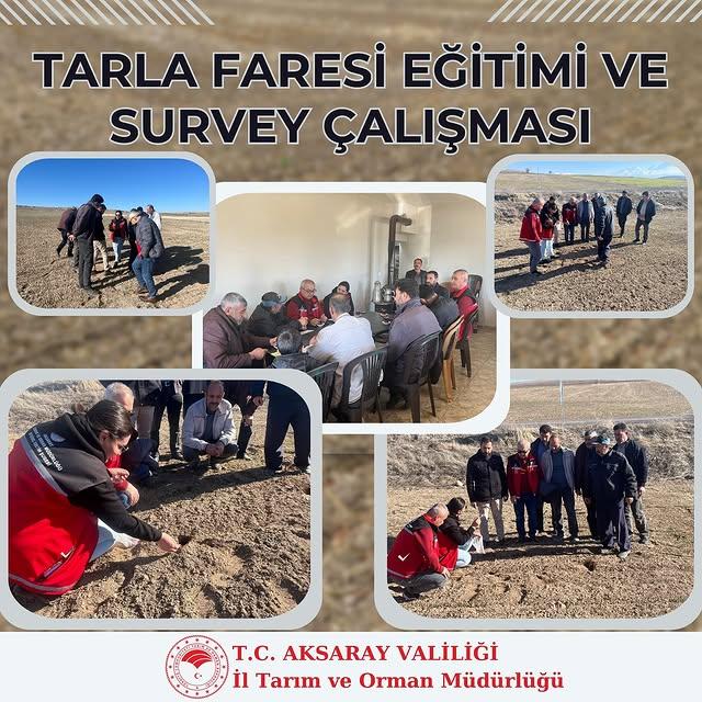 Aksaray'da Tarla Faresi ile Mücadelede Eğitim ve İnceleme Çalışmaları Sürüyor