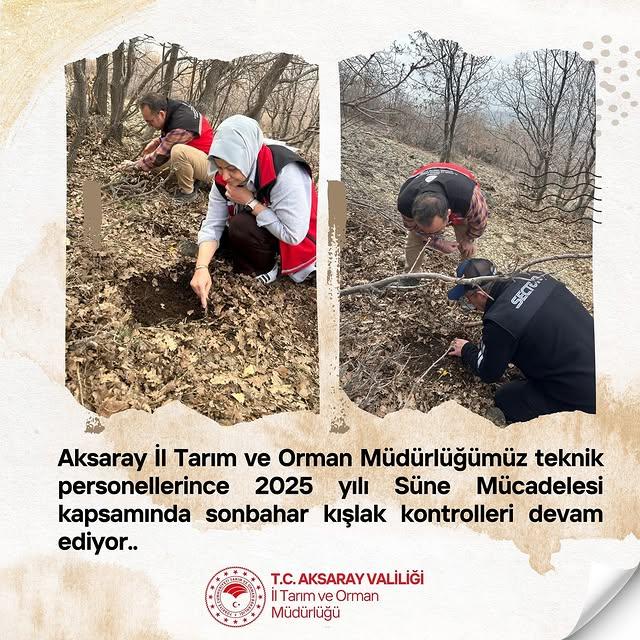 Aksaray'da Süne Mücadelesi Kışlak Kontrolleri Devam Ediyor