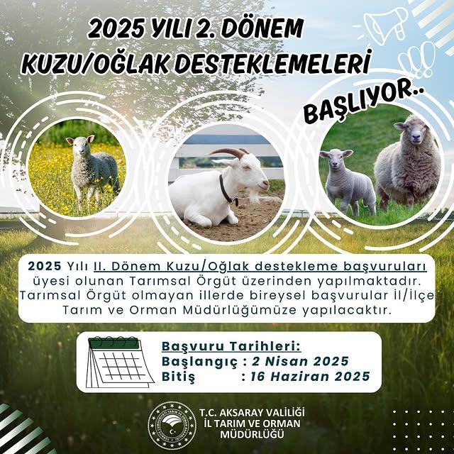 Aksaray'da Kuzu ve Oğlak Üreticilerine Destek Başlıyor