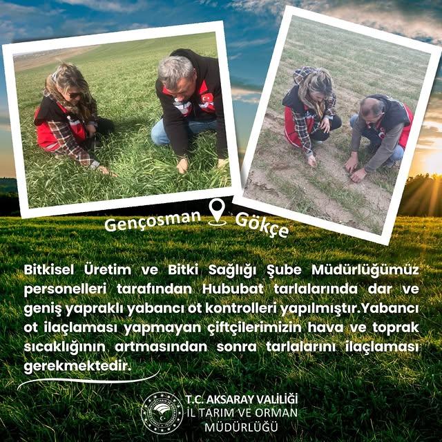 Aksaray'da Hububat Tarlalarında Yabancı Ot Kontrolleri Başladı