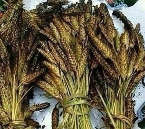 Aksaray Milletvekili Aydoğdu'dan Buğdayın Önemi Vurgusu