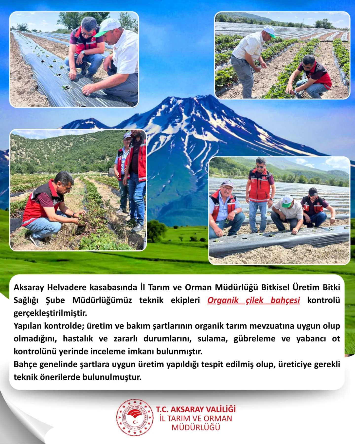 Aksaray'da Organik Çilek Bahçeleri Kontrol Edildi