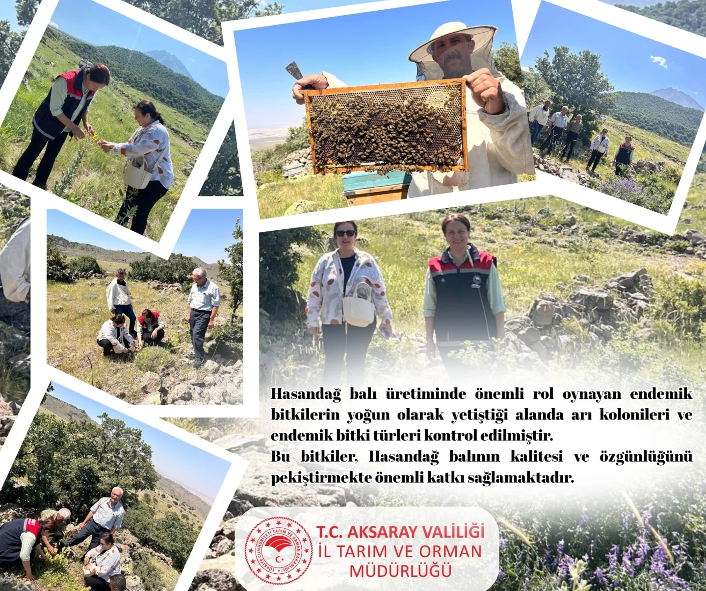 Aksaray'da Hasandağ Balı Üretiminde Endemik Bitki Kontrolü Yapıldı