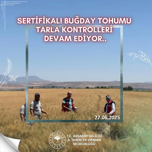 Aksaray'da Sertifikalı Buğday Tohumu Tarla Kontrolleri Devam Ediyor