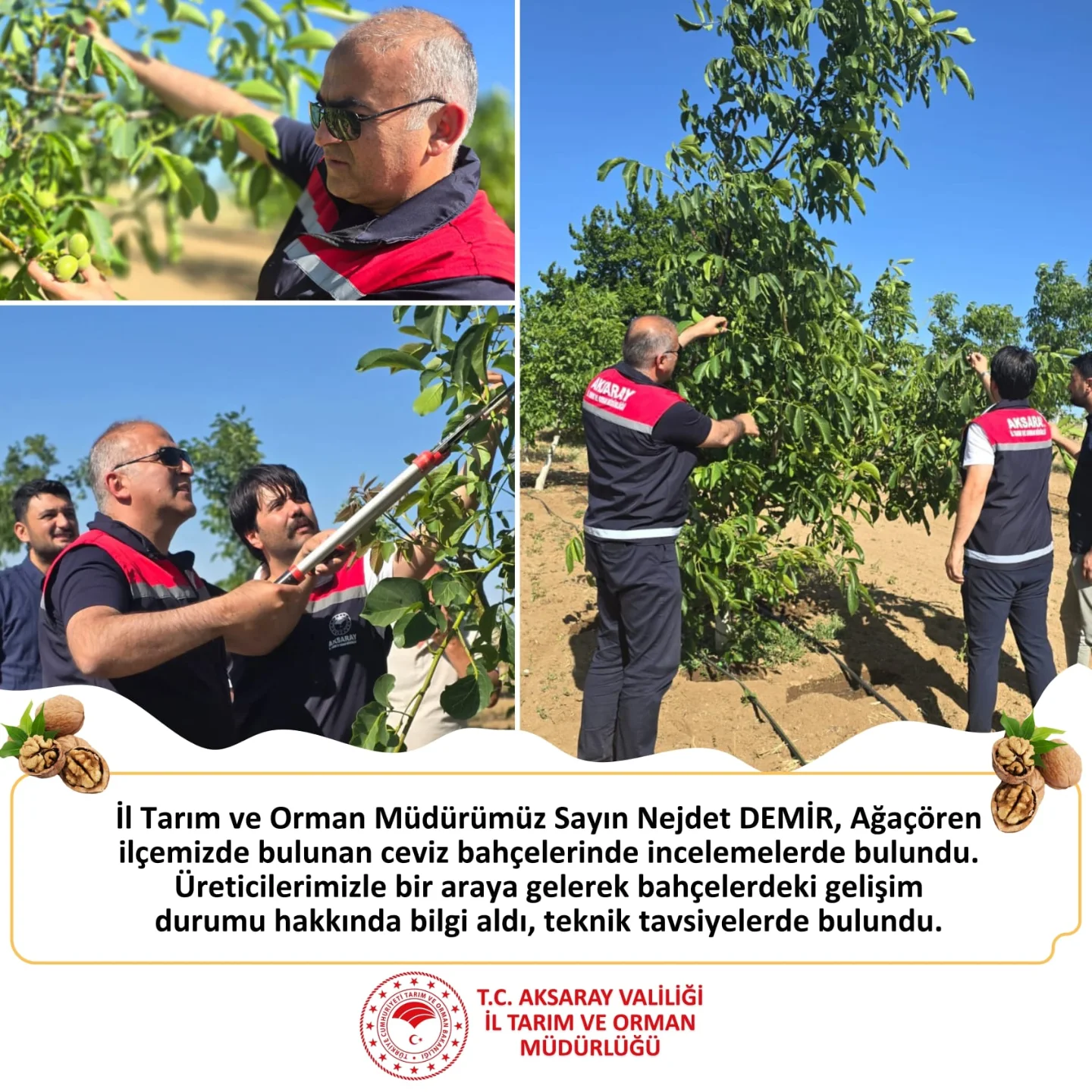 Aksaray'da Ceviz Üretiminde İnceleme: İl Müdürü Nejdet Demir Üreticilerle Buluştu