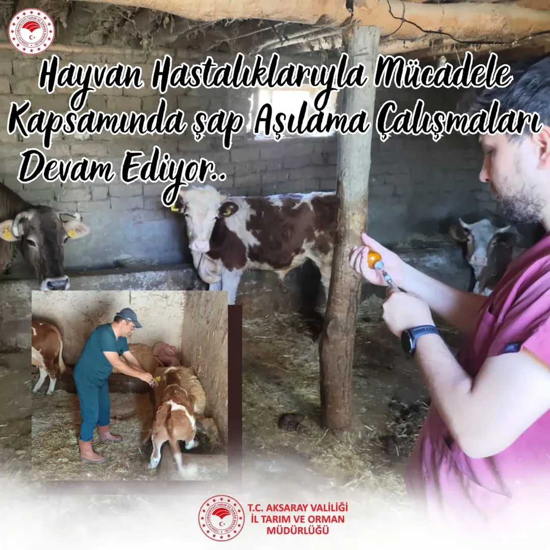 Aksaray'da Şap Aşılama Çalışmaları Hayvan Sağlığını Koruyor