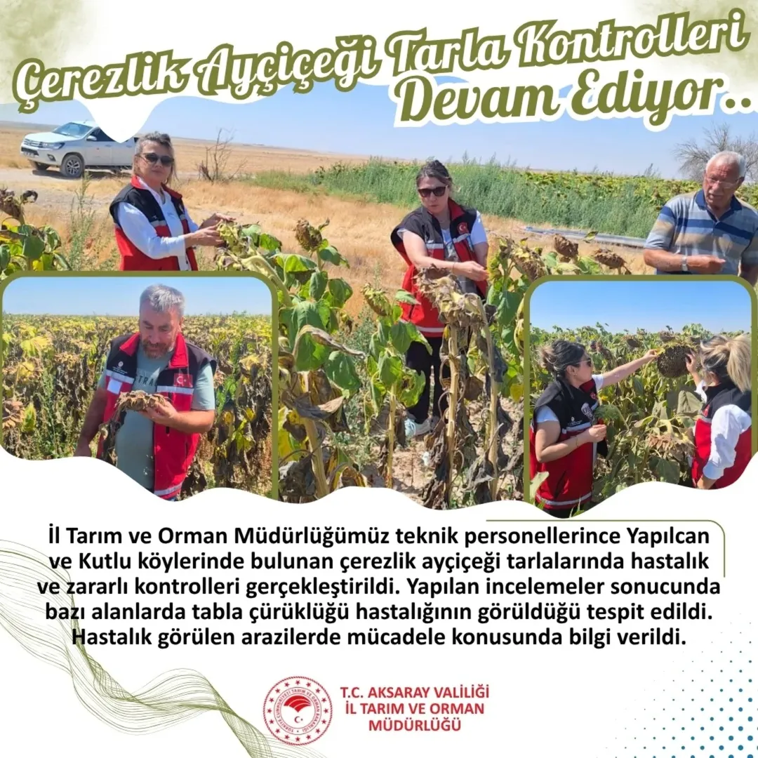 Aksaray'da Ayçiçeği Tarlalarında Hastalık Kontrolü Yapıldı
