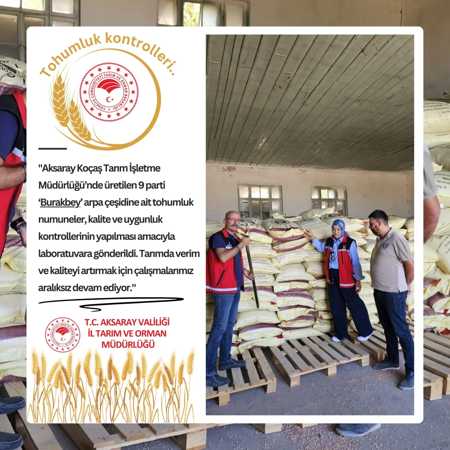 Aksaray'da Üretilen Arpa Tohumları Kalite Kontrolüne Girdi