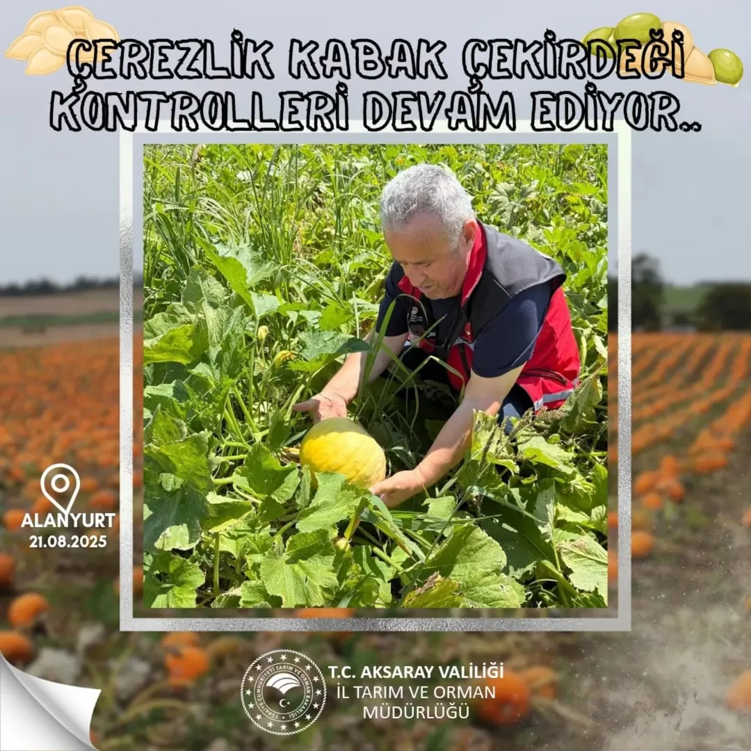Aksaray'da Çerezlik Kabak Çekirdeği Üreticilerine Önemli Uyarılar