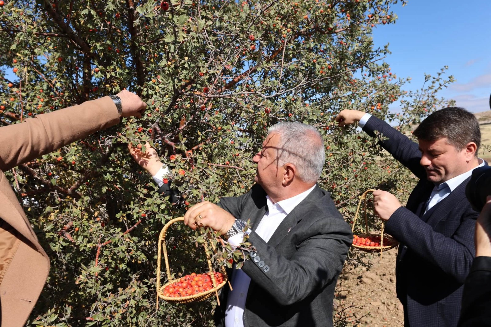 Akyamaç Köyü’nde 3. Geleneksel Alıç Festivali Coşkuyla Gerçekleştirildi